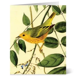 Hot Audubon Birds Notecards Notecards & Correspondence