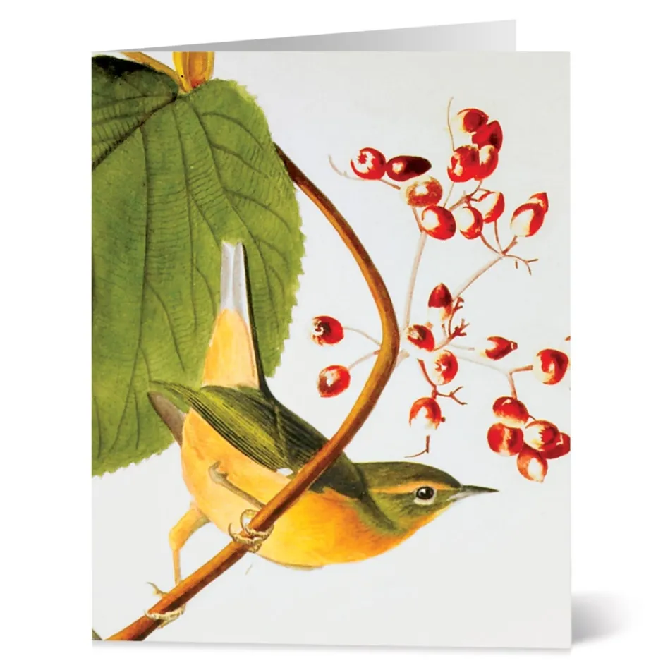 Hot Audubon Birds Notecards Notecards & Correspondence
