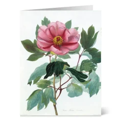 New Botanical Illustrations Notecards Notecards & Correspondence