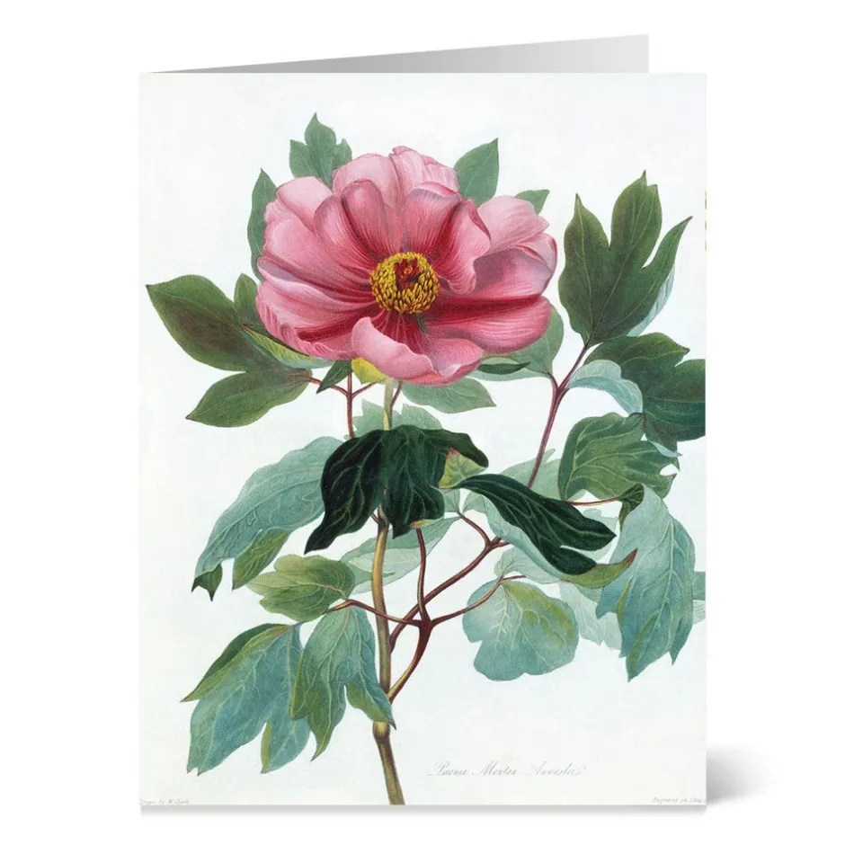 New Botanical Illustrations Notecards Notecards & Correspondence