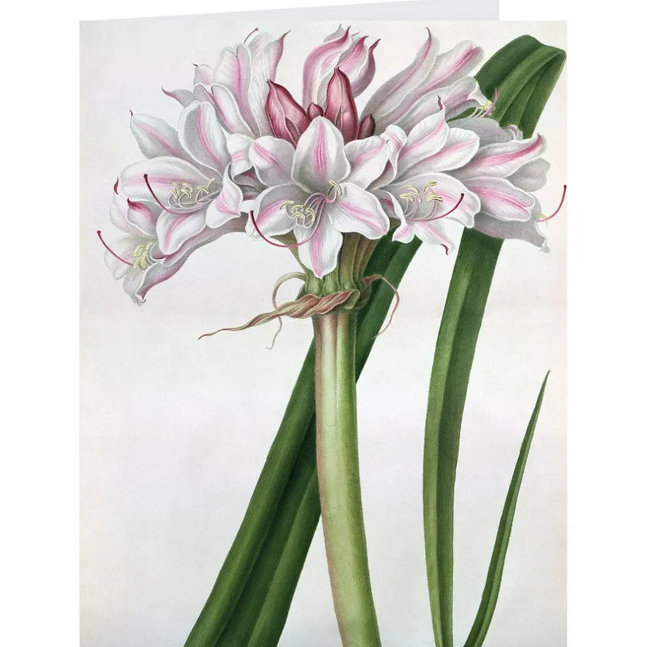 New Botanical Illustrations Notecards Notecards & Correspondence